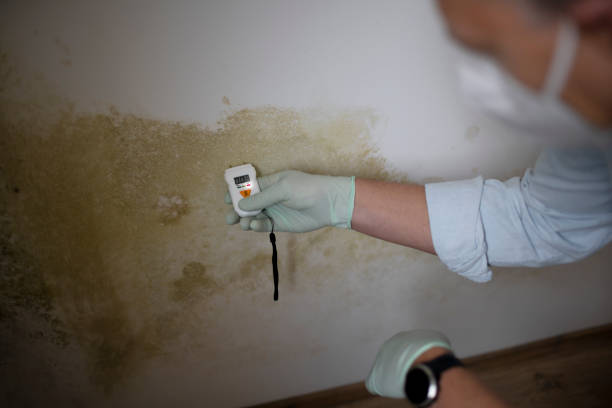 Best Mold Damage Restoration  in Kathleen, FL